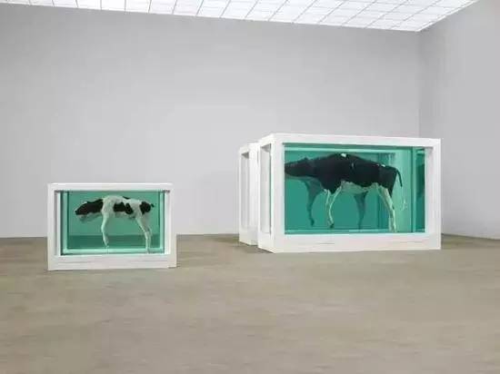 《母子分离》一对母牛和小牛各自被切开放置在不同的装有福尔马林的容器内