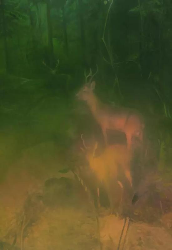 Deer in the forest局部
