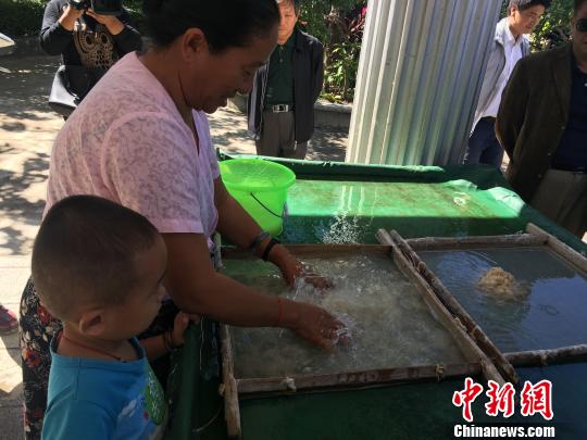 图为叶明在展示如何制作手工纸。 李晓琳 摄