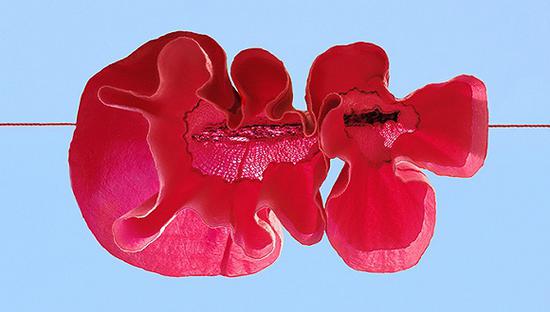 红色罂粟。图片来源：Sally Gall