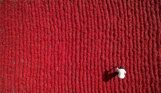 红椒农
图片来源:Aurobird/Dronestagram