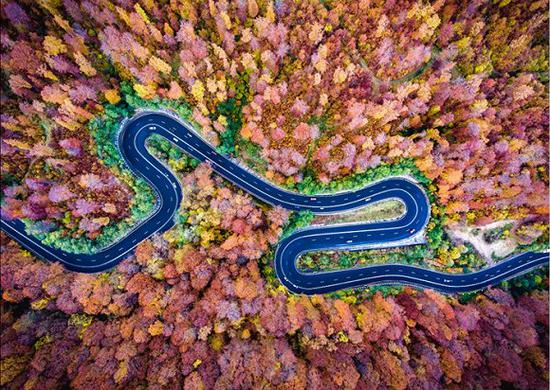 罗马尼亚的Bogata森林

　　图片来源：Calin-Andrei Stan/Dronestagram