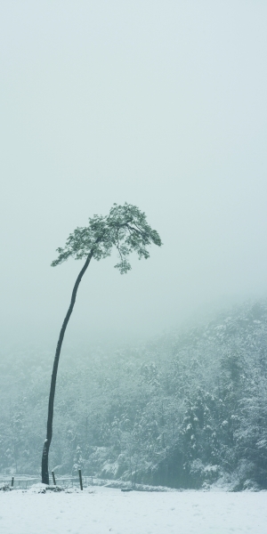曾翰 《宋徽宗的松树之一》 160cmx80cm 摄影-绢艺术微喷 2016年