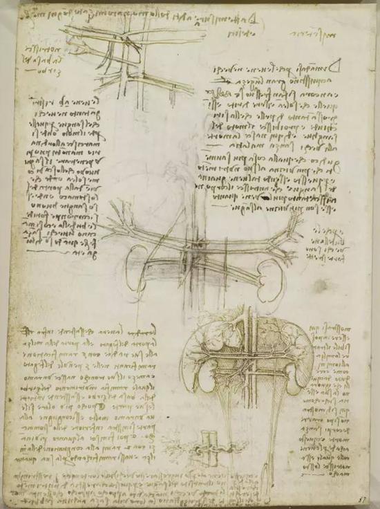 达·芬奇 Da Vinci - The vessels of liver, spleen and kidneys