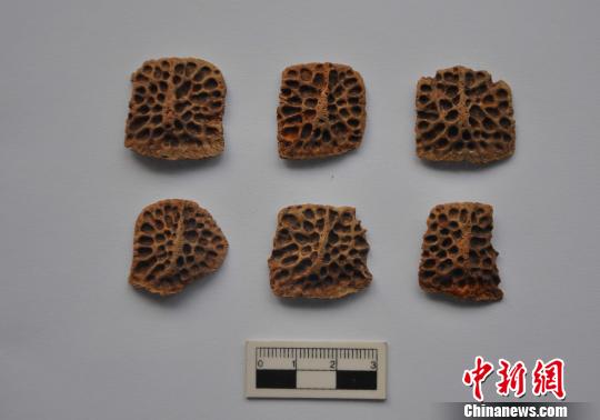 出土的鳄鱼骨板。 陕西省考古研究院 摄