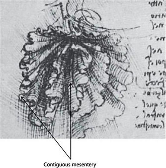 达芬奇描绘的肠系膜。
