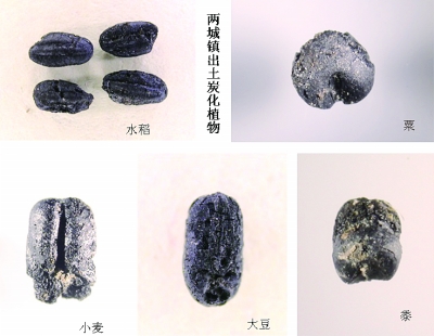 兩城鎮遺址出土的炭化植物