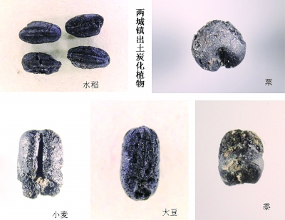 两城镇遗址出土的炭化植物