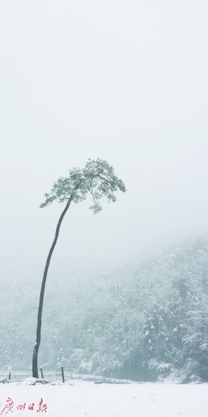 曾翰 《宋徽宗的松树之一》 　　摄影——绢艺术微喷2016年
