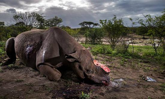 　　摄影师布伦特·斯特顿(Brent Stirton)凭借一幅关于南非Hluhluwe Umfolozi自然保护区中已死的黑犀牛的照片获得自然故事类别一等奖。八小时前，这头黑犀牛被偷猎者割去犀牛角。 图片来源：Brent Stirton/自然地理杂志