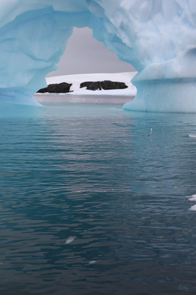 冰川动物。摄影：亚历山大·波诺马列夫，2015年南极探险队。图片致谢南极双年展