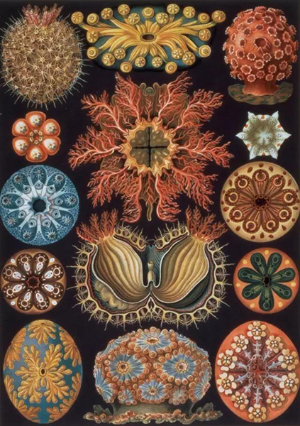 　　恩斯特?海克尔《海鞘、自然界的艺术形态图85》。1899-1904年作。图片鸣谢：英国伦敦Calmann & King及Bridgeman Images