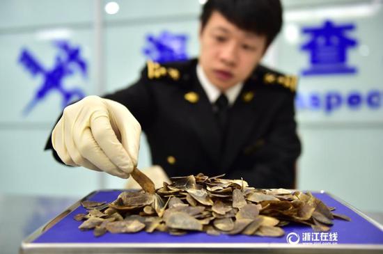 图为2月21日，义乌海关驻机场办事处工作人员正在对查获的濒危动植物制品走私案的穿山甲鳞片称重量登记。