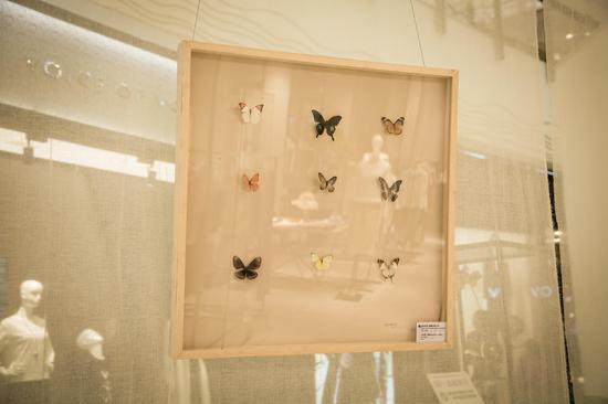 郭子龙×艺术介入小组《奇异之境》-《自然而然-蝴蝶4》80×80cm 布面丙烯、蝴蝶标本 2014 2