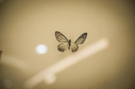 郭子龙×艺术介入小组《奇异之境》-《自然而然-蝴蝶4》80×80cm 布面丙烯、蝴蝶标本 2014 局部