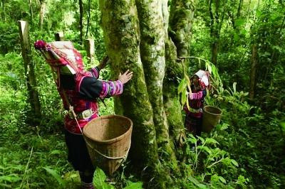 普洱茶价格阴晴不定