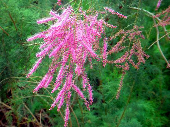 　　（宋志峰 摄影）花枝低垂-红柳在沙漠戈壁中抱丛生长，生命力最旺盛的植物。开花时，花红柳绿，是在沙漠中最给人心灵慰藉的植物。