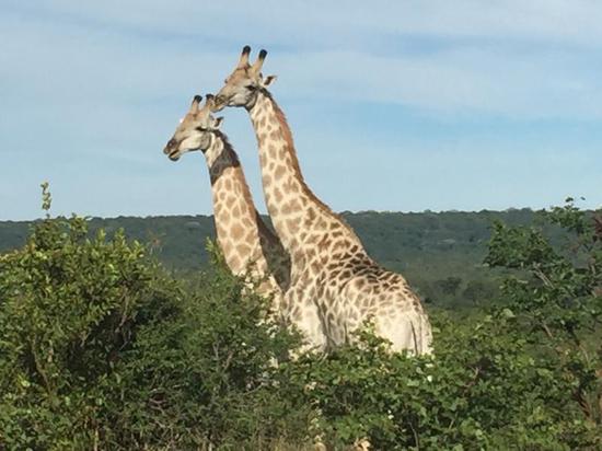 周矩敏:结伴去狂野 非洲行印象
