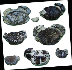 海口博物馆馆藏的大眼蟹化石。各种螃蟹化石。 资料图片