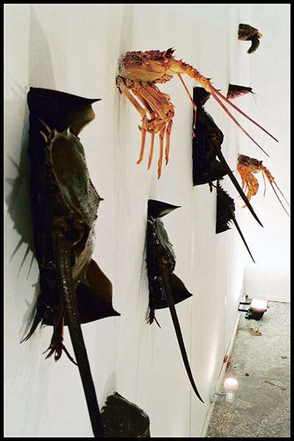 2000年“第5届里昂双年展:共享异国情调”中的参展作品《水族墙》(Aquatic Wall)