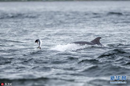 摄影师拍摄海豚捕食三文鱼精彩画面