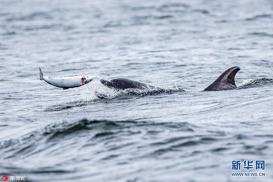 摄影师拍摄海豚捕食三文鱼精彩画面