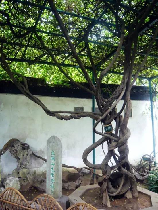 文征明手植紫藤,已有500多年