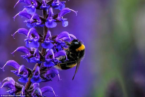 斯图尔特·沃克在埃塞克斯郡的萨夫弗隆·瓦尔登，拍摄到了一只在薰衣草上采蜜的蜜蜂