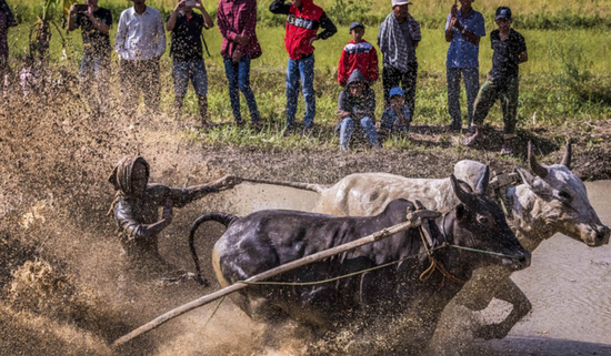 摄影师实拍印尼赛牛大会 选手泥地狂欢