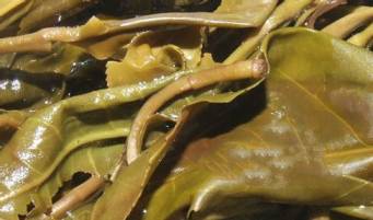 茶文化课堂：看普洱茶“叶底”都有哪些学问？