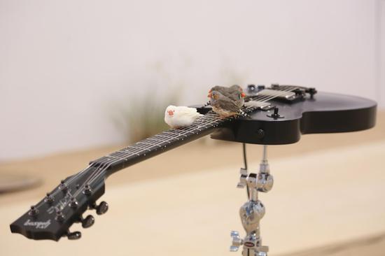 《此地入耳》 现场定制装置 混合媒介 2017