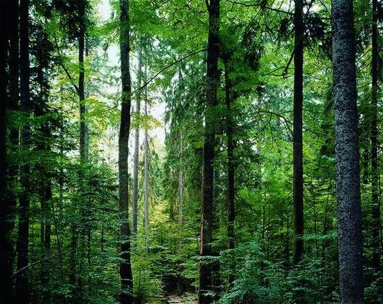 Paradise 19 Bavarian Forest 《天堂之十九 巴伐利亚森林》  Thomas Struth 托马斯·施特鲁特