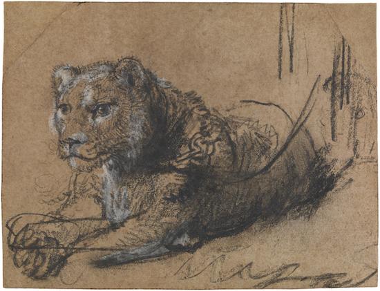 伦勃朗，休息中的幼狮，约1638–42，莱顿收藏