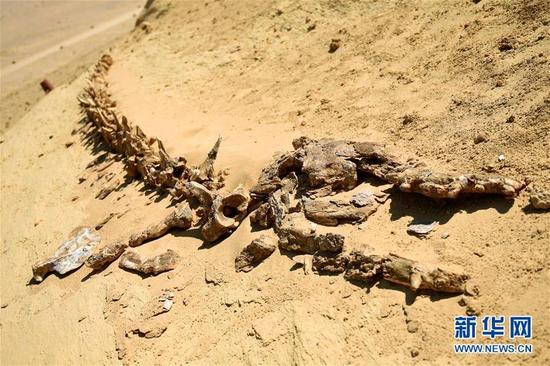 这是9月27日在埃及法尤姆省“鲸鱼谷”拍摄的古鲸类化石。