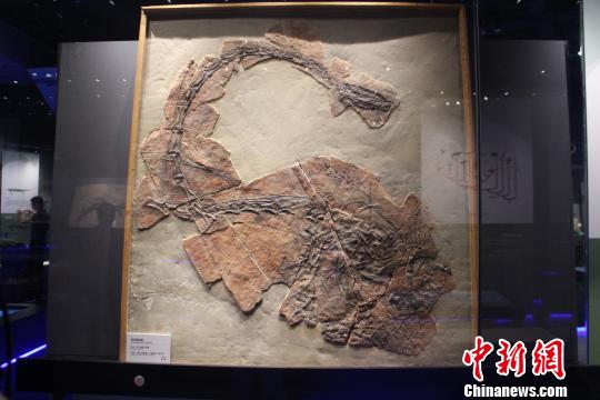 贵州省盘州市出土的“东方恐龙头” 冷桂玉 摄