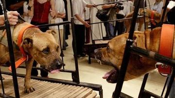古根海姆中国艺术家三件争议作品被撤