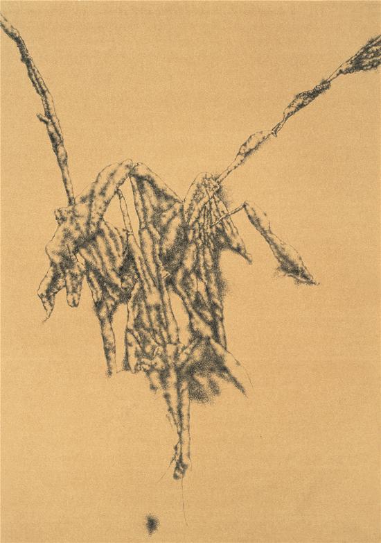 蔡锦 美人蕉Banana Plant72x51cm纸本圆珠笔Ballpoint pen on Paper2011