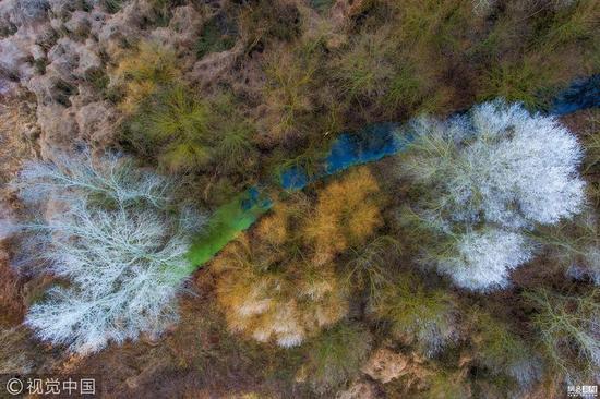 植物和真菌组亚军：冬季沼泽（Winter swamp）摄影师：Csaba Daroczi (匈牙利)