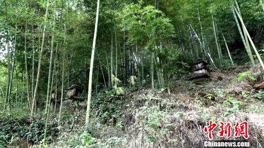 龙岩古寺墓塔林。 徐志雄 摄