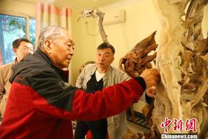 “崖柏达人”王朝阳11年收藏3000余株崖柏 黄余洋 摄