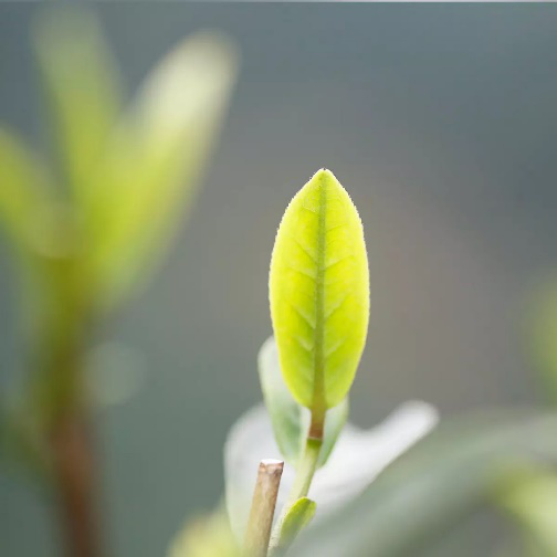 ▲中国名茶专场

　　2018年明前头采西湖核心产区狮峰龙井500g

　　（狮峰山南麓产区，预售）

　　成交价RMB：3，300