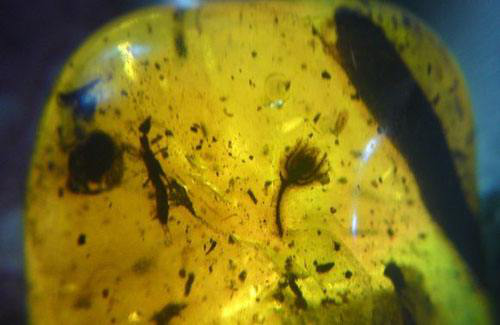 植物珀:包含植物遗体的琥珀。