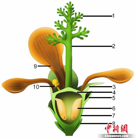 “南京花”的生态复原图。　南古所 供图