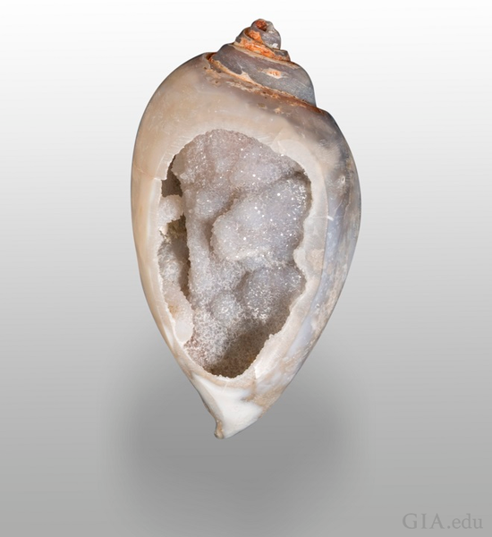 晶簇贝壳 此晶簇贝壳的内部可以追溯到 5000 万至 1 亿年以前，后来被石髓取代，且外部覆盖着石英晶簇，被称为“Spiralite Gemshells”（螺旋宝石贝壳）。
