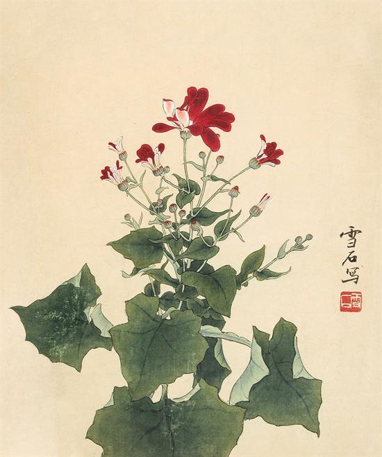 白雪石 瓜叶菊 34×28 cm