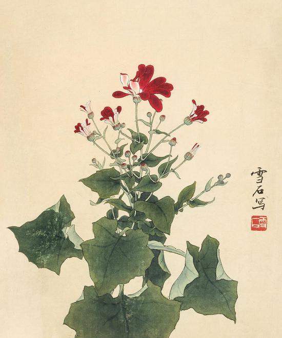 白雪石 瓜叶菊 34×28 cm