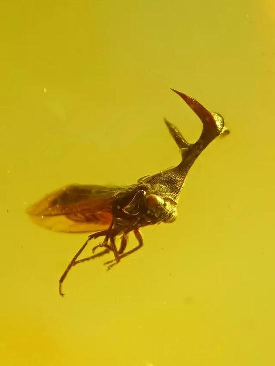 图片点击可在新窗口打开查看