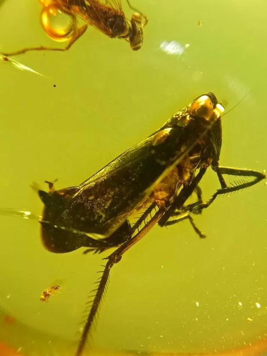 图片点击可在新窗口打开查看