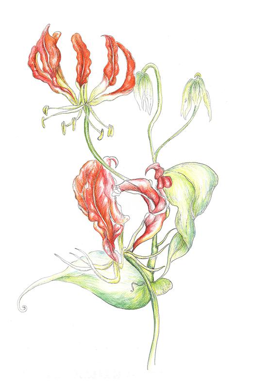 嘉兰22X27cm 2018钢笔水彩(版画)