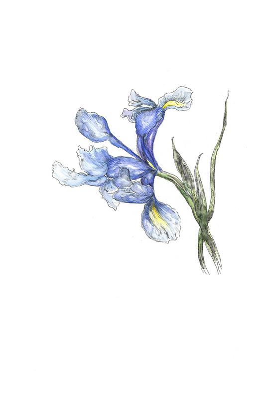 鸢尾花22X27cm 2018钢笔水彩(版画)